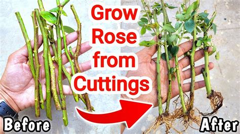 Can Cut Flowers Grow Roots?