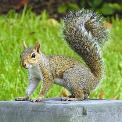 Where on Earth Did That Squirrel Come From? Surviving the Untamed Wilderness in The Wild at Heart